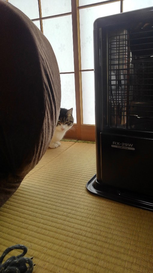 ニャンコの後頭部って笑えるくらい可愛い なおisさんの猫ブログ ネコジルシ