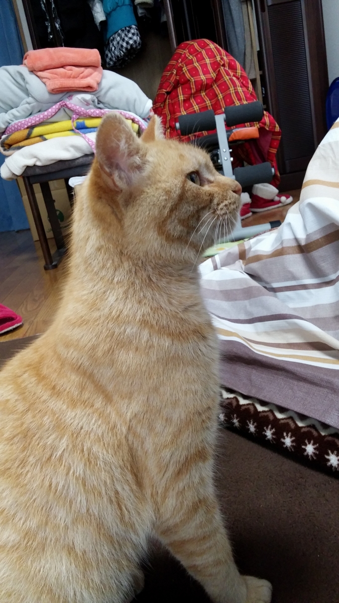 茶トラのメス保護しています キンエボシさんの猫ブログ ネコジルシ