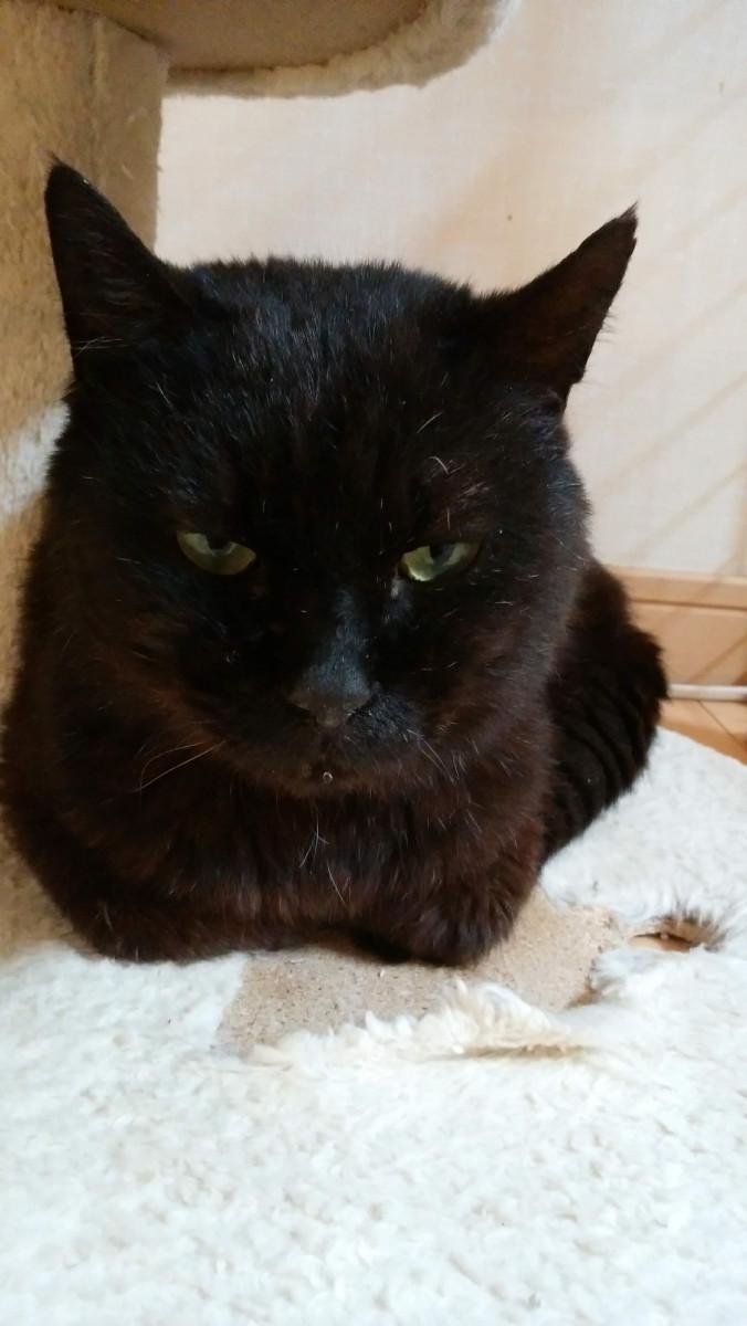 最近の父ちゃん - ママはなさんの猫ブログ - ネコジルシ