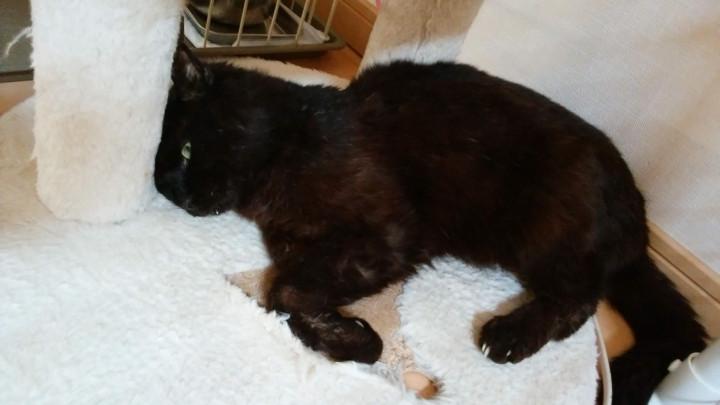 最近の父ちゃん - ママはなさんの猫ブログ - ネコジルシ