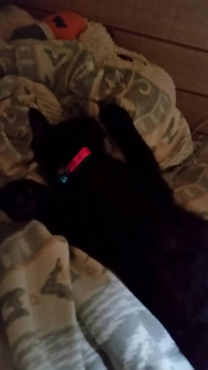 くしゃみの度に鼻水の洗礼 るﾝさんの猫ブログ ネコジルシ