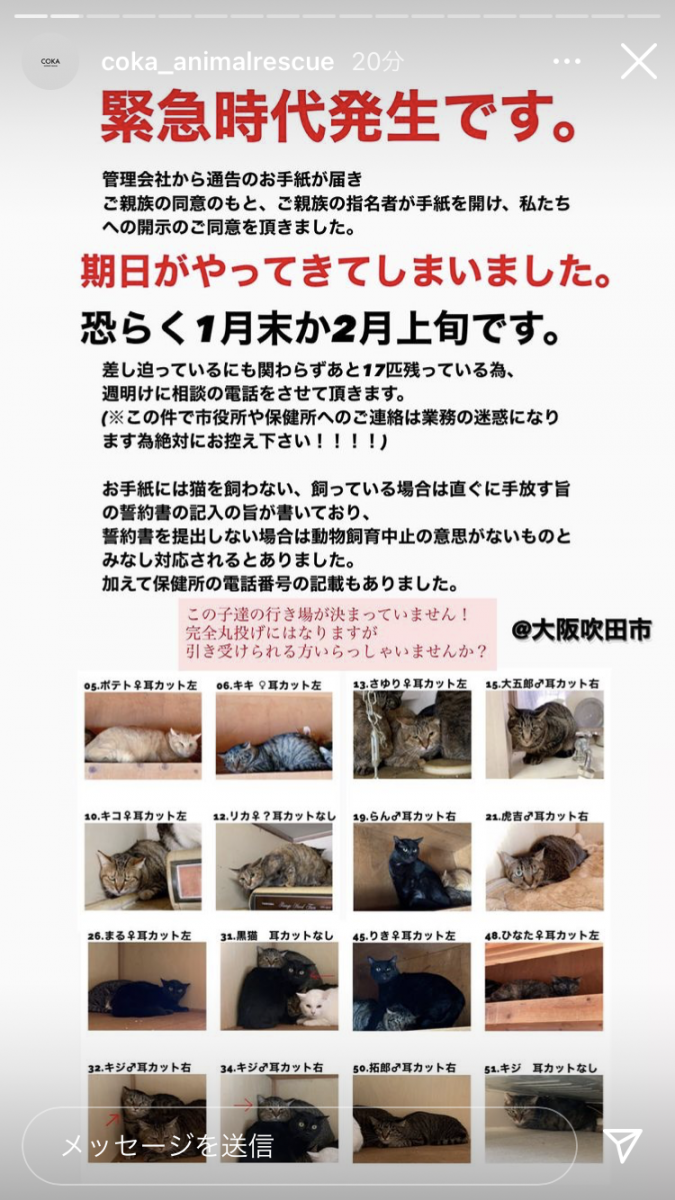 緊急！ボラさん脳梗塞17匹が行き場なし！ - ニャンブルさんの猫ブログ 