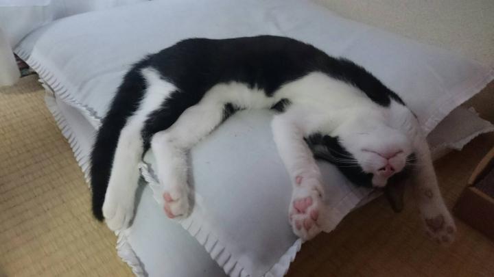 何にお手上げ Minatakeさんの猫ブログ ネコジルシ