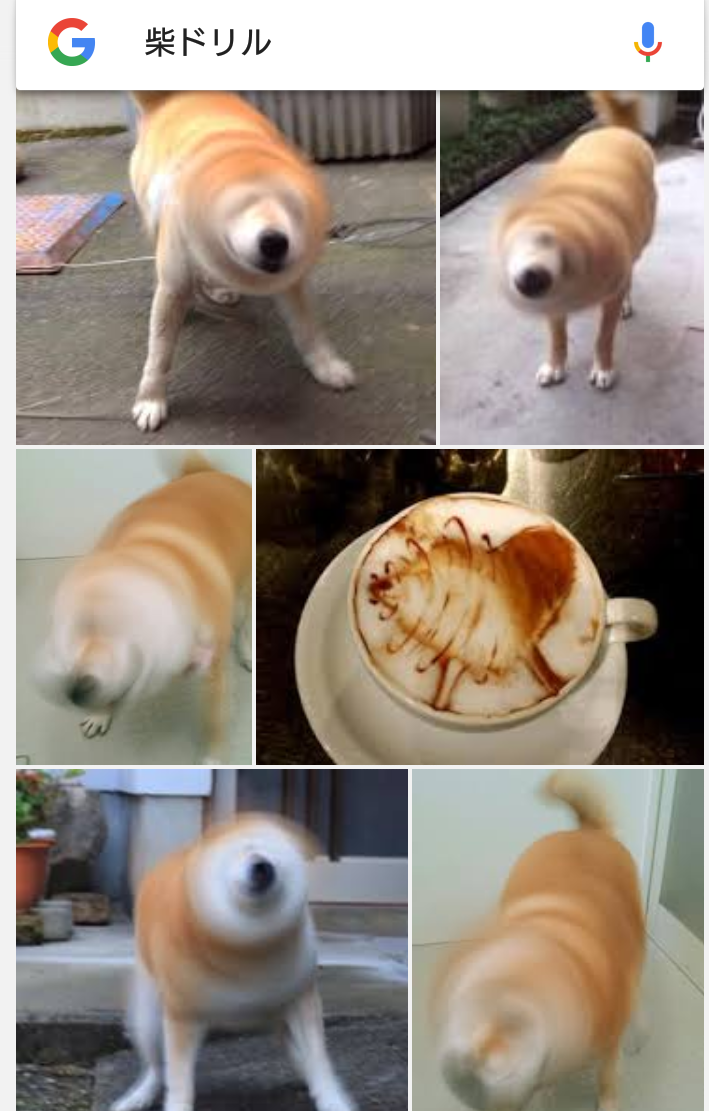 仔猫とミルクと柴ドリル 黒々茶々さんの猫ブログ ネコジルシ