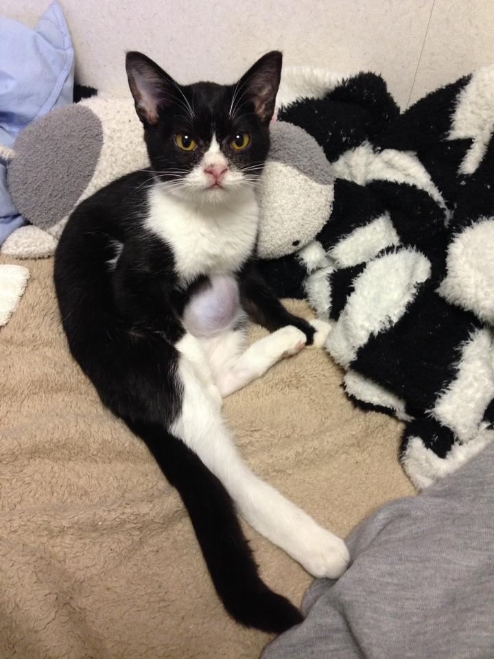 雑種拾い猫ハッチ - アラクマさんの猫ブログ - ネコジルシ