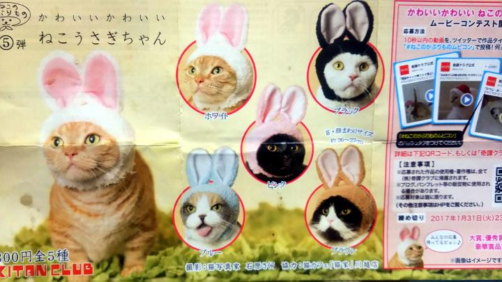 かわいいかわいいねこうさぎちゃん - えりすんさんの猫日記