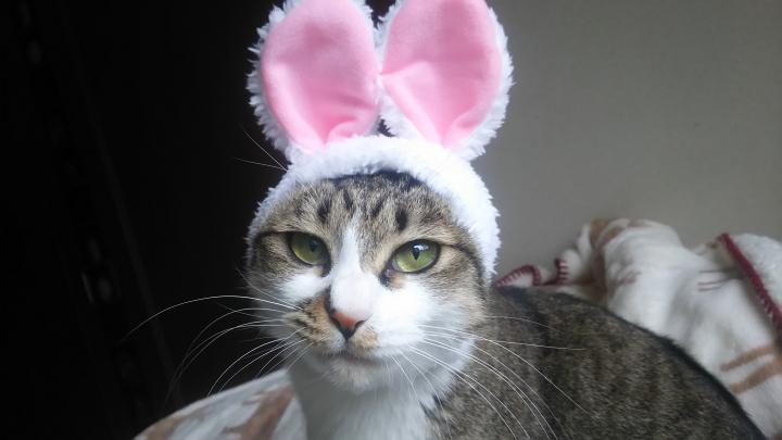 かわいいかわいいねこうさぎちゃん えりすんさんの猫ブログ ネコジルシ