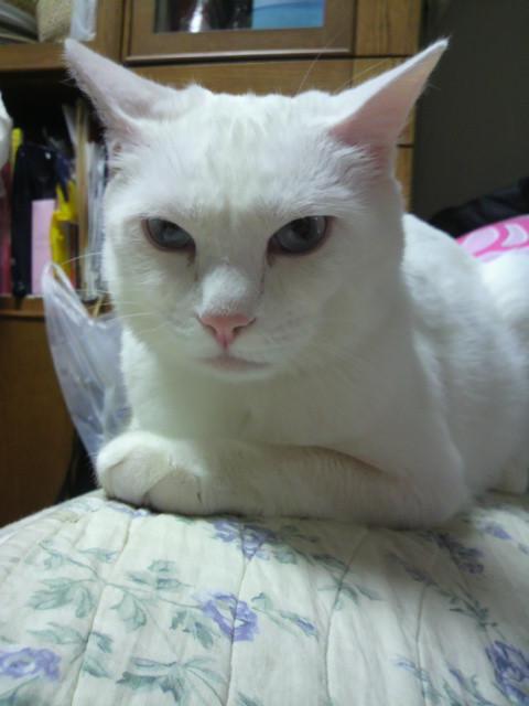ほらね 怖い顔 ホワイトミルキーさんの猫ブログ ネコジルシ