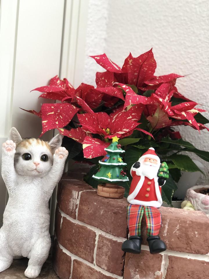 小さなクリスマス 龍馬さんの猫ブログ ネコジルシ