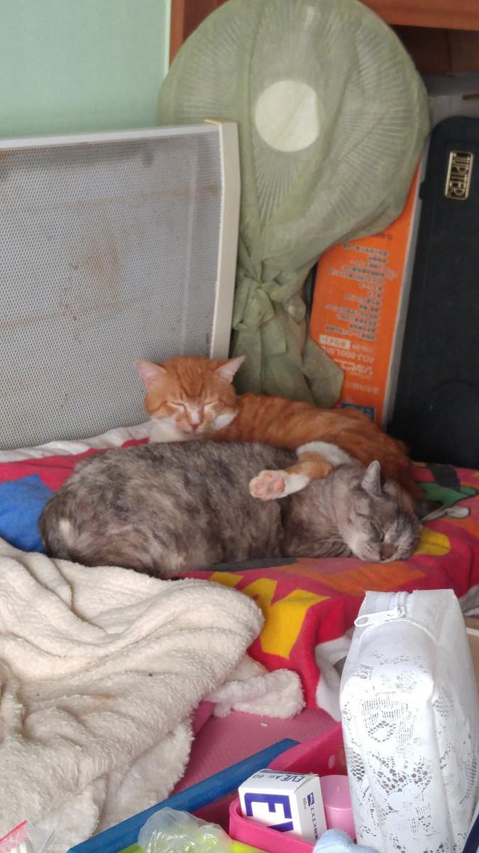 中々いい猫写真がないorz 猫探してますさんの猫ブログ ネコジルシ