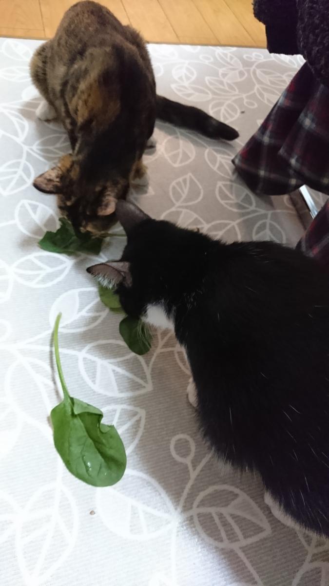 猫に野菜 ヤッコにゃんさんの猫ブログ ネコジルシ