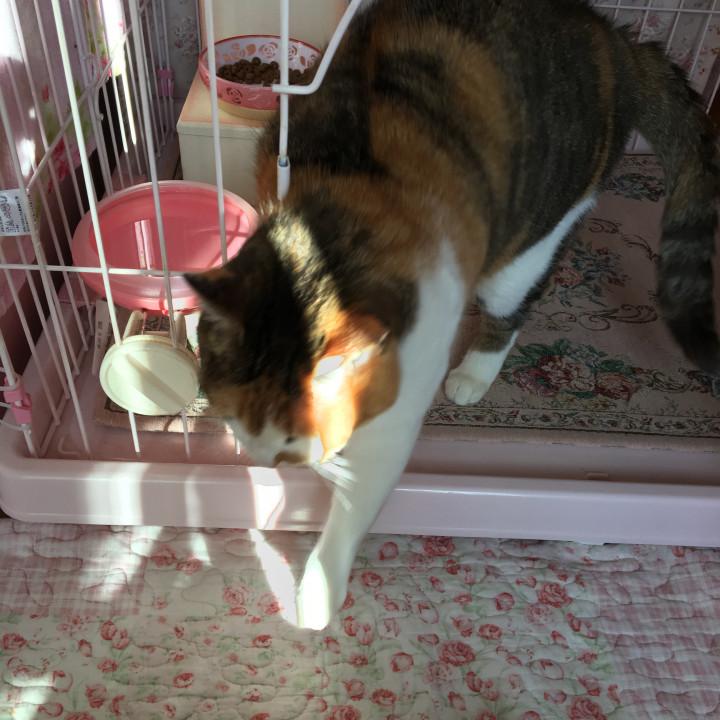 距離感 みかにゃんこさんの猫ブログ ネコジルシ