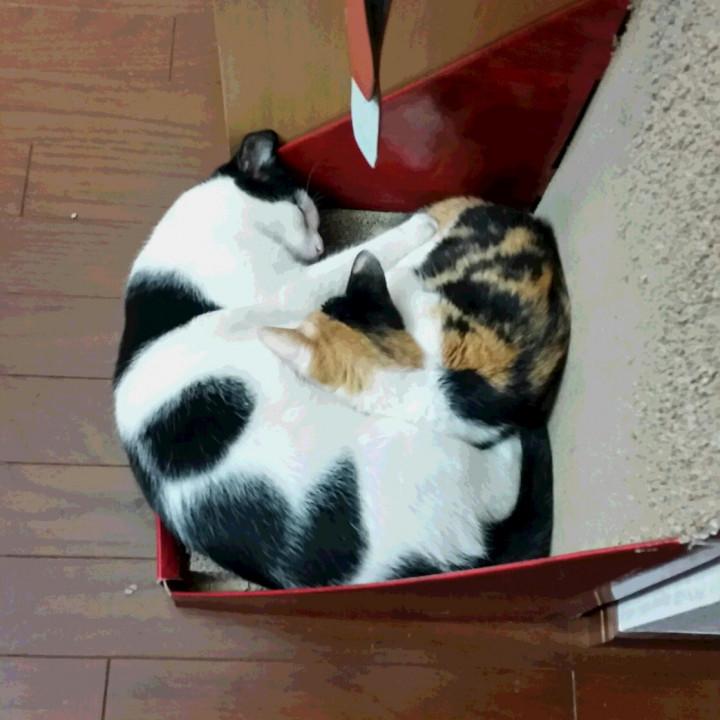 やーっと原因判明!! - わにわにさんの猫ブログ - ネコジルシ