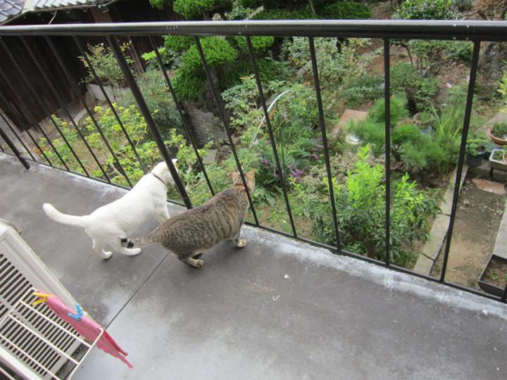 完全室内飼いへの道 Naorin3721さんの猫ブログ ネコジルシ 完全室内飼いへの道 Naorin3721さんの猫ブログ ネコジルシ