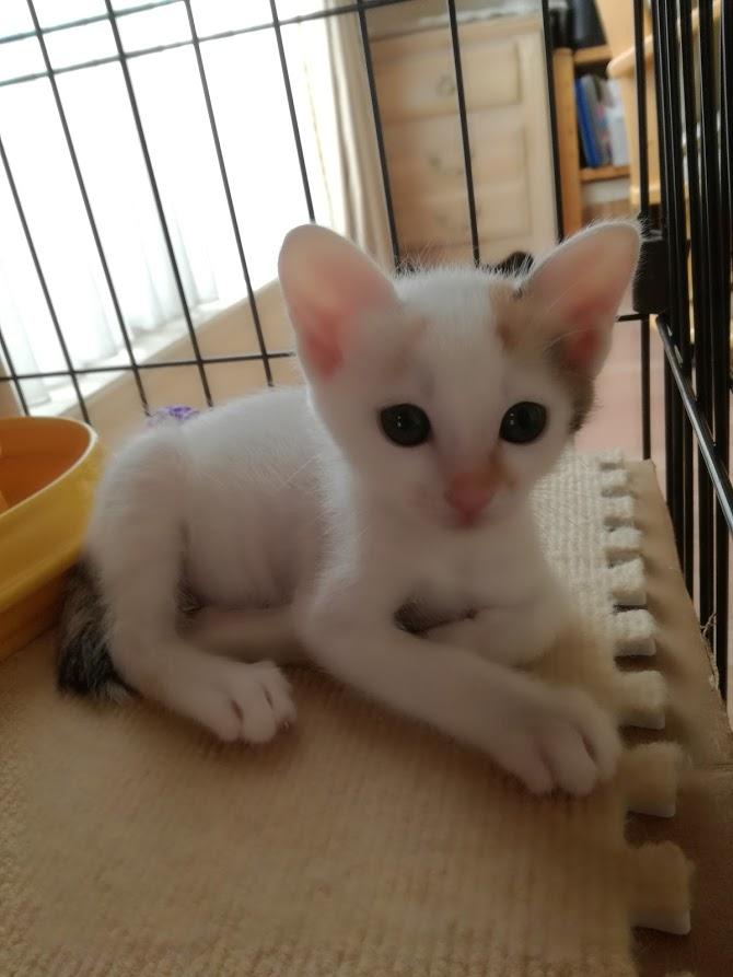 イランイラン - ねこの手167さんの猫ブログ - ネコジルシ