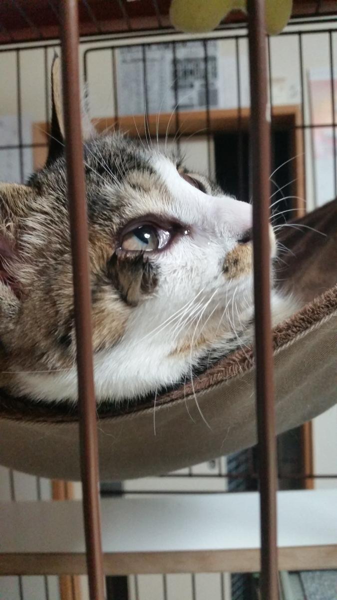 右京結膜炎になる ちょっと閲覧注意 文さんさんの猫ブログ ネコジルシ