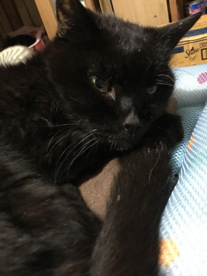 猫との約束 ゴマ子さんの猫ブログ ネコジルシ