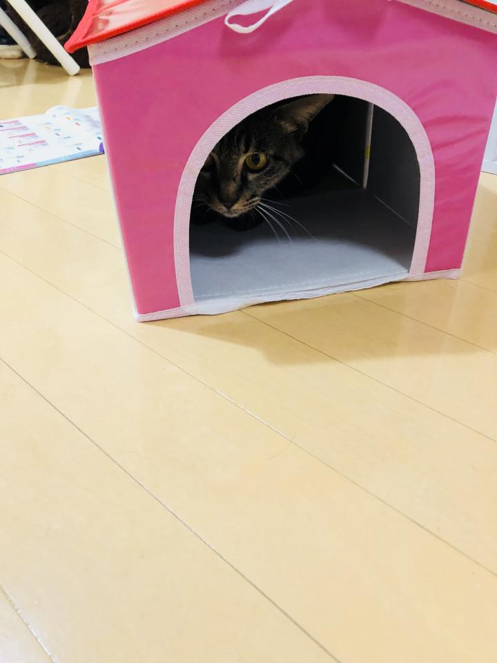 家 壊される ちゃむさんさんの猫ブログ ネコジルシ 家 壊される ちゃむさんさんの猫ブログ ネコジルシ