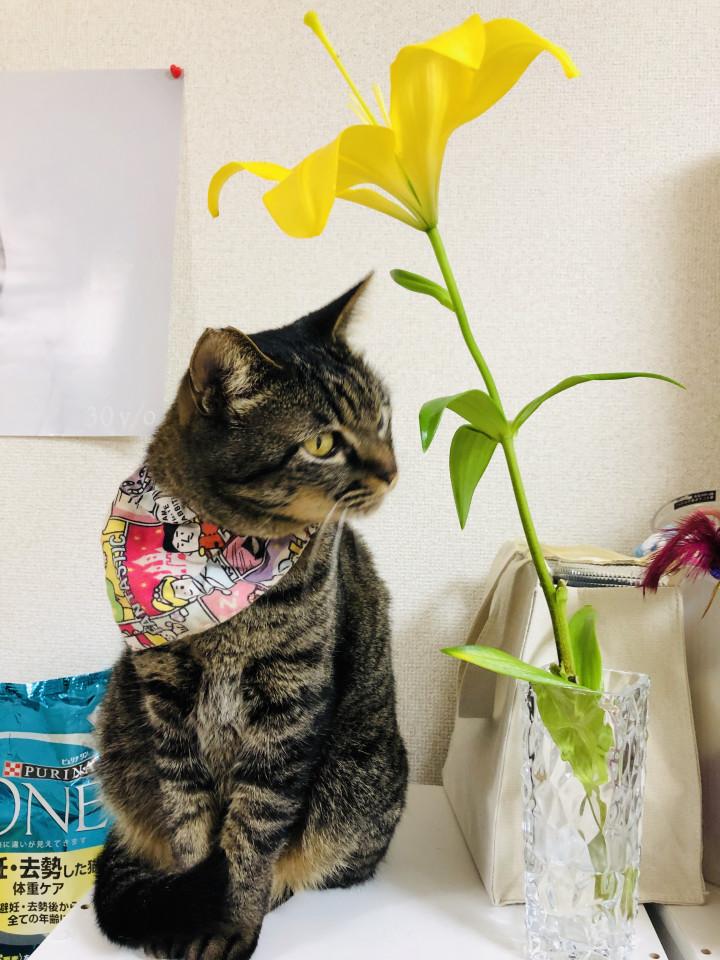 お花と幸来 ちゃむさんさんの猫ブログ ネコジルシ お花と幸来 ちゃむさんさんの猫ブログ ネコジルシ