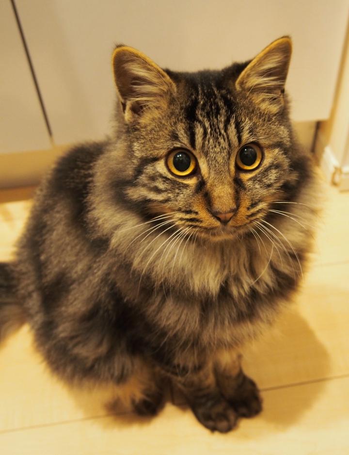 バロンさんのトリセツ 桜あめさんの猫ブログ ネコジルシ バロンさんのトリセツ 桜あめさんの猫ブログ ネコジルシ