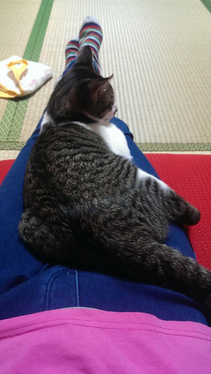 お話をお聞きしたいです Mikamam さんの猫ブログ ネコジルシ