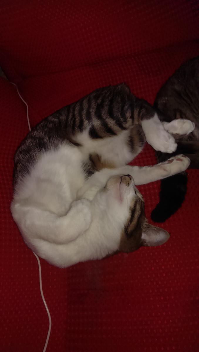 トラ血尿 Mikamam さんの猫ブログ ネコジルシ