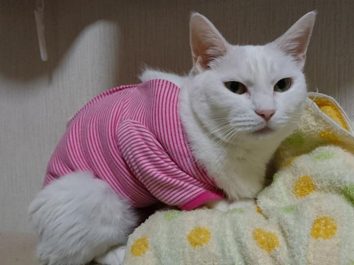 術後服 袖あり を作る 追記 ネコが７ひきさんの猫ブログ ネコジルシ