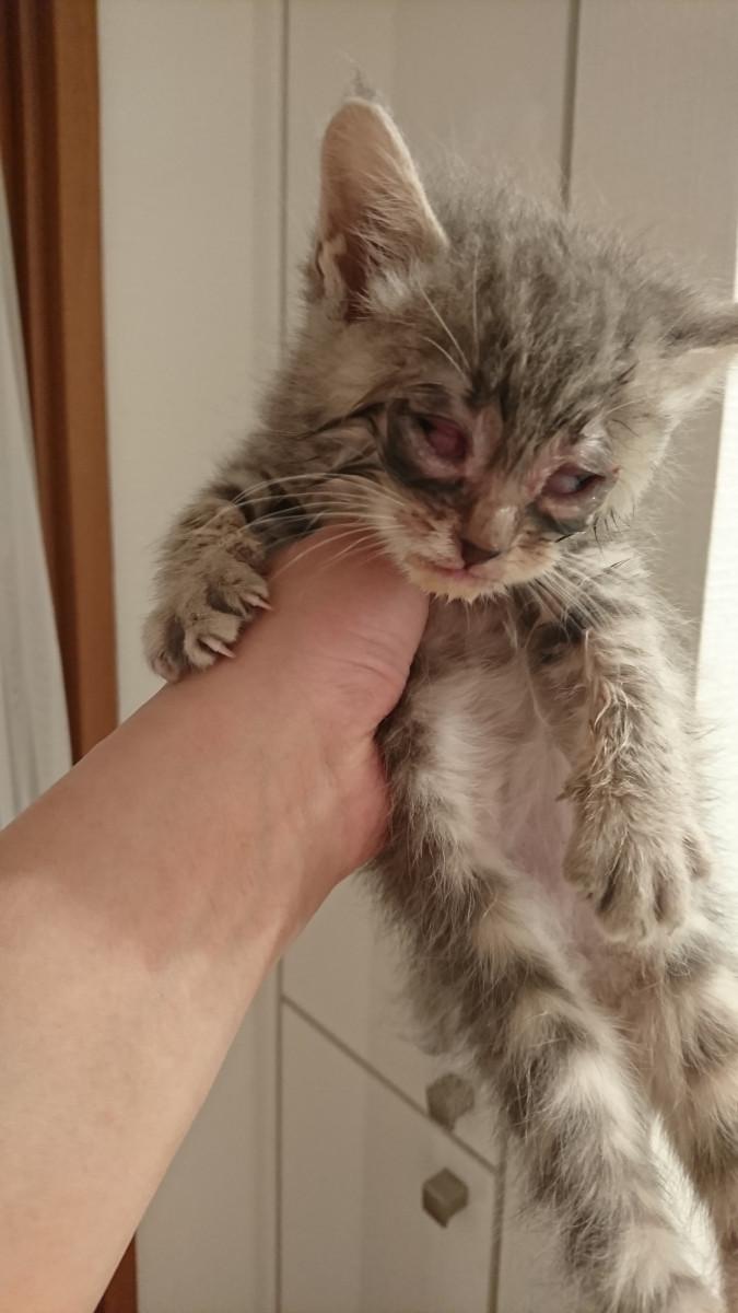 猫の結膜炎 - しめちゃんさんの猫ブログ - ネコジルシ