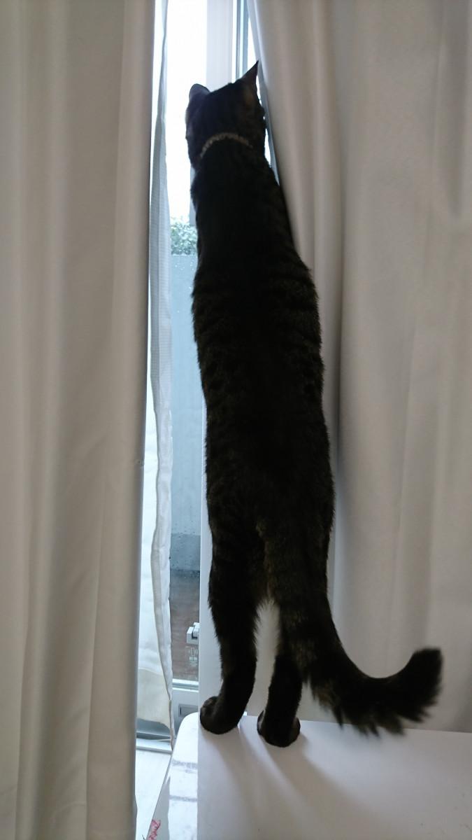 猫の成長 しめちゃんさんの猫ブログ ネコジルシ