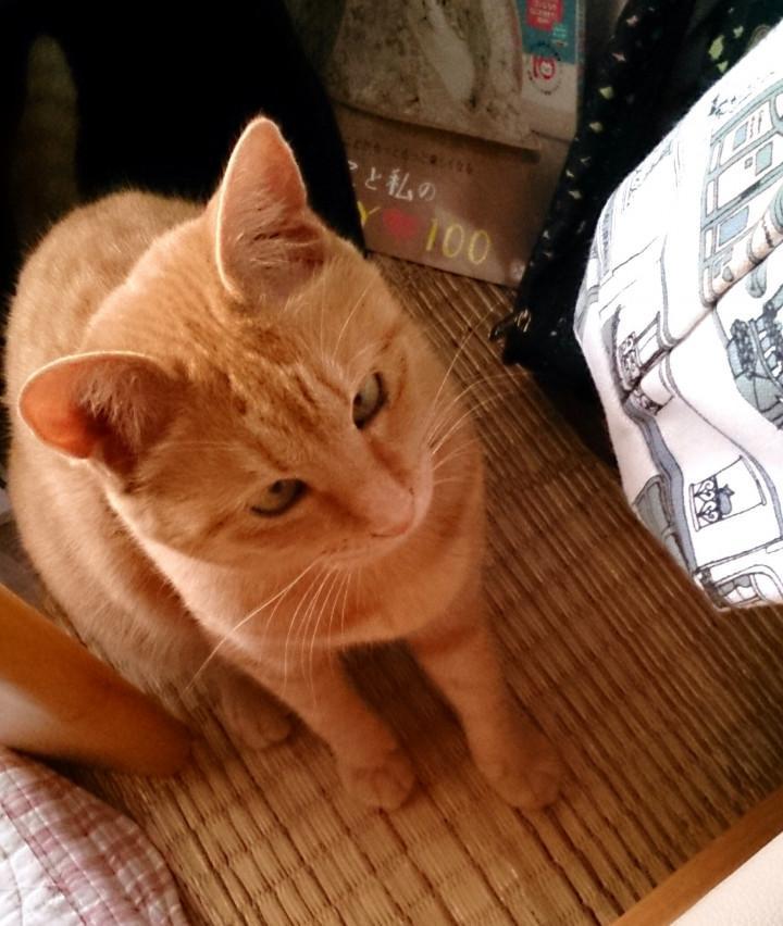 脱走したときやったこと、これから気をつけること - mikimaruさんの猫 