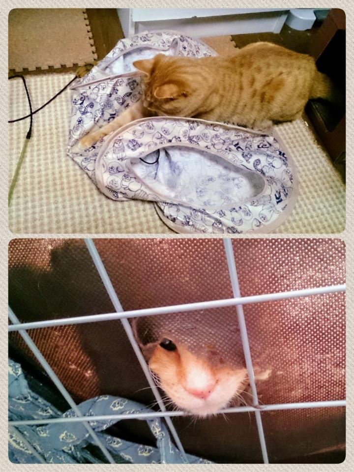 茶とらねこのほん」とうちの茶トラ猫 - mikimaruさんの猫日記