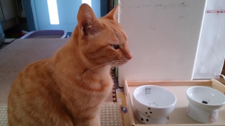 茶とらねこのほん」とうちの茶トラ猫 - mikimaruさんの猫日記