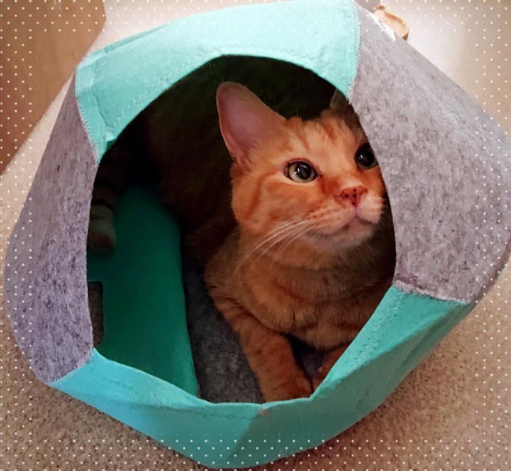 月イチ日記 10月 フェルトハウスの使い方 Mikimaruさんの猫ブログ ネコジルシ