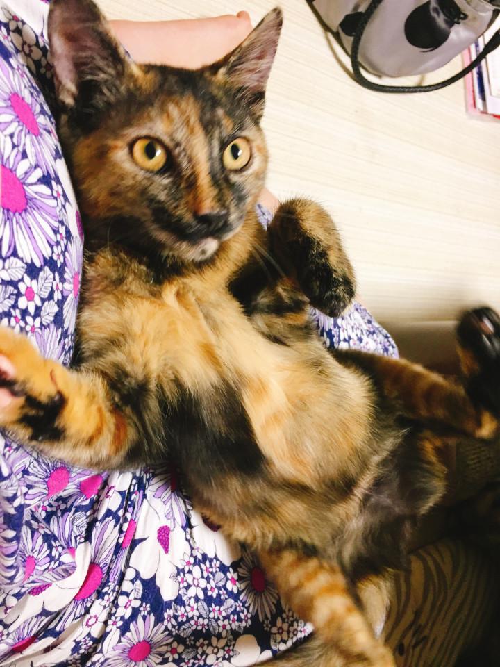 藤枝市近郊の方へお願い】迷子のサビ猫を探しています - NKMさんの猫