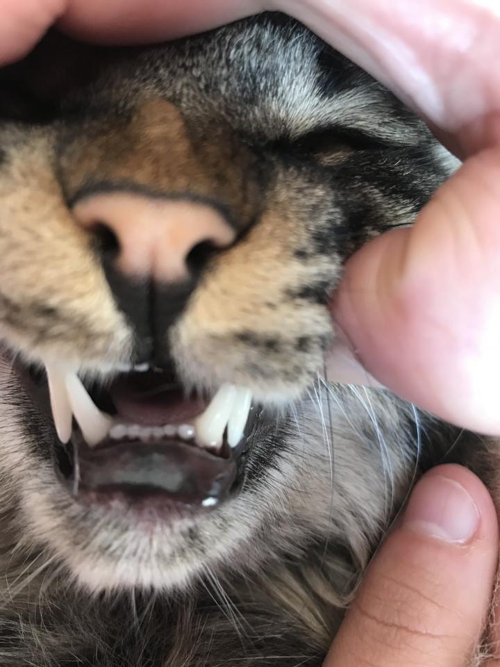 お願いしたい - てんてるさんの猫ブログ - ネコジルシ