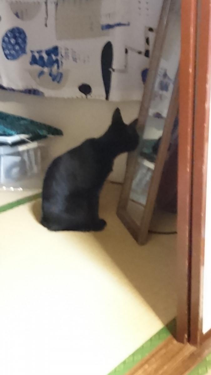 やっと元通り Hakiukoaopiさんの猫ブログ ネコジルシ