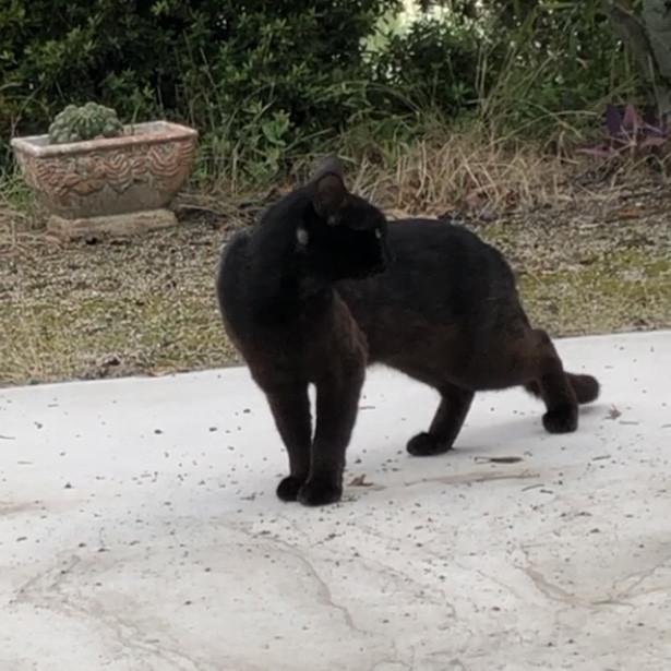 野良猫 野良猫【No.8】毛づくろいする猫ちゃん。三毛猫・トラネコ・黒