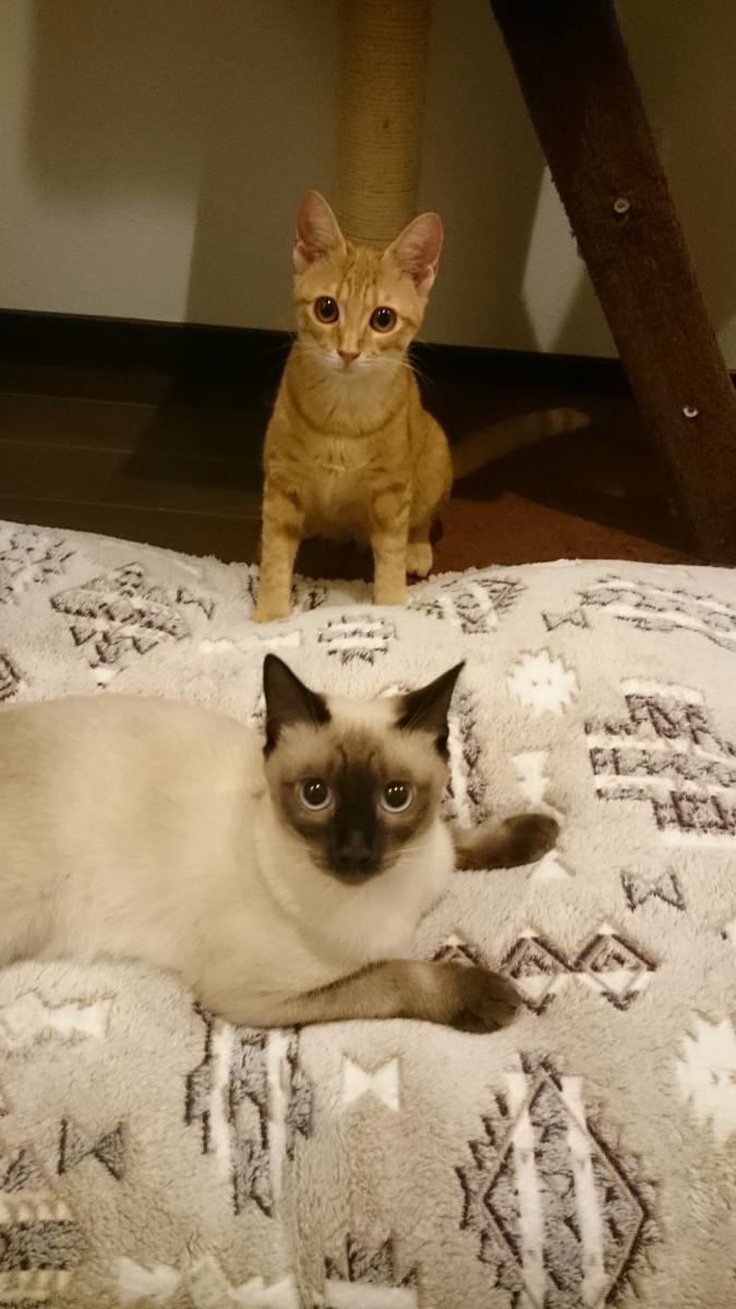 シャムミックスの変化 ぴぃぱぁさんの猫ブログ ネコジルシ