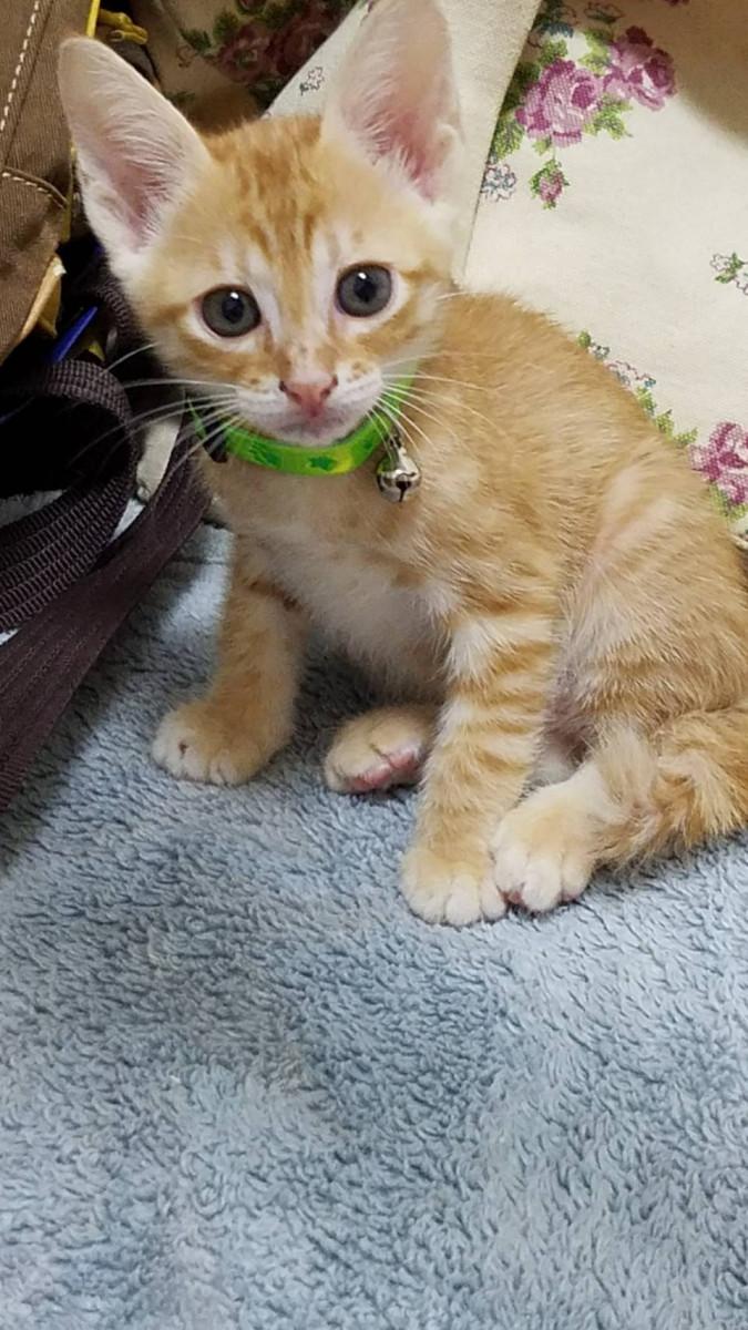 パパとママの小さいとき 追記あり ぴぃぱぁさんの猫ブログ ネコジルシ