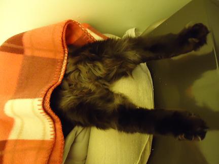 なんじゃこりゃあ オッタさんの猫ブログ ネコジルシ