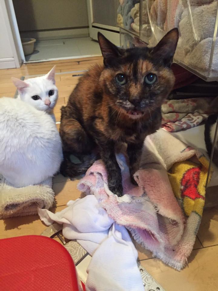 ミーとキヨ ミーとキヨさんの猫ブログ ネコジルシ