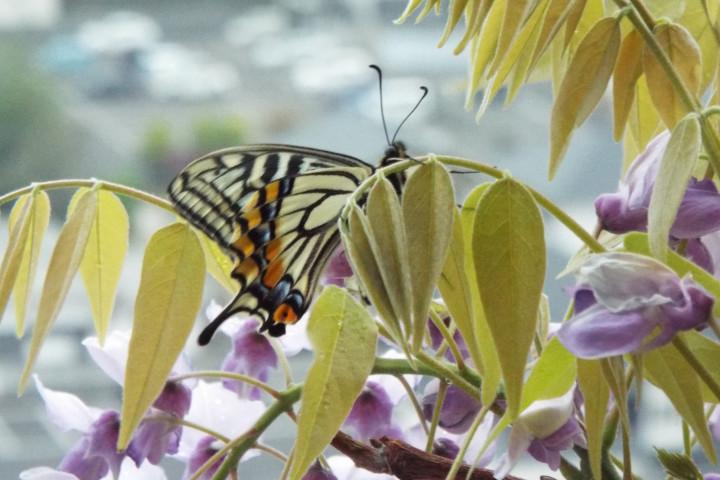 アゲハ蝶が五年越し 再び藤の花に その意味は ツンツンさんの猫ブログ ネコジルシ