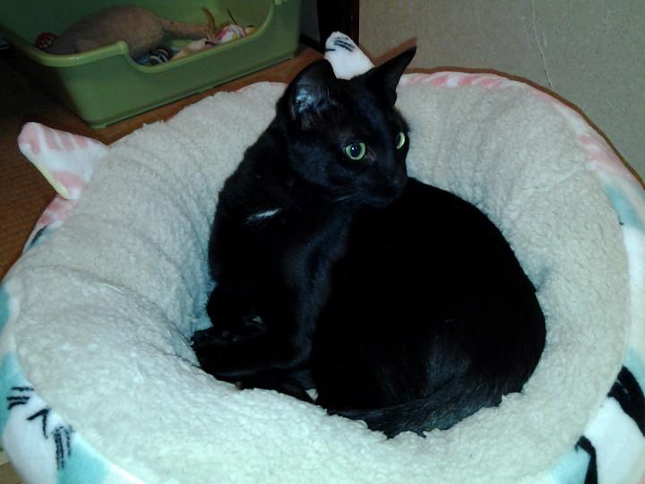 一歳を迎えて - ネコ太22さんの猫ブログ - ネコジルシ