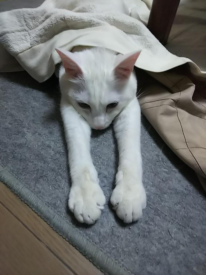 ぐでーん Fみぃさんの猫ブログ ネコジルシ