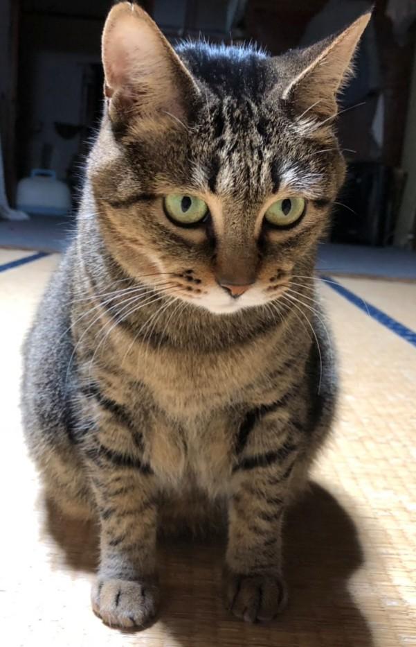 ちーちゃんママ Fみぃさんの猫ブログ ネコジルシ ちーちゃんママ Fみぃさんの猫ブログ ネコジルシ