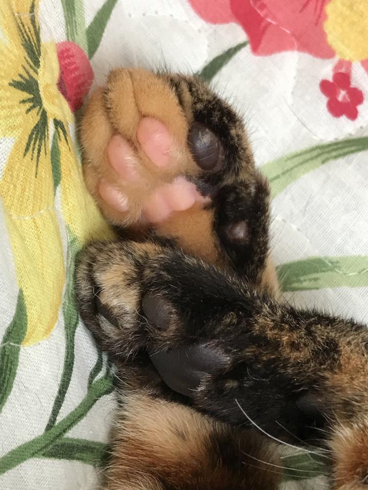 サクラ肉球 キノ爺さんの猫ブログ ネコジルシ