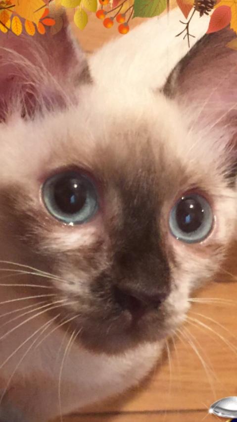 猫風邪持ちと三種混合ワクチン。 - シロぽんさんの猫ブログ - ネコジルシ