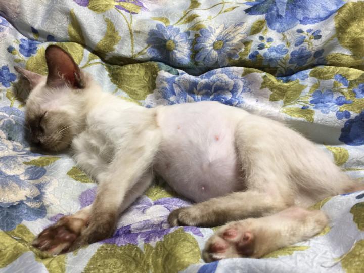 こむぎ なぜそんなに舐めハゲ出来ちゃうの シロぽんさんの猫ブログ ネコジルシ