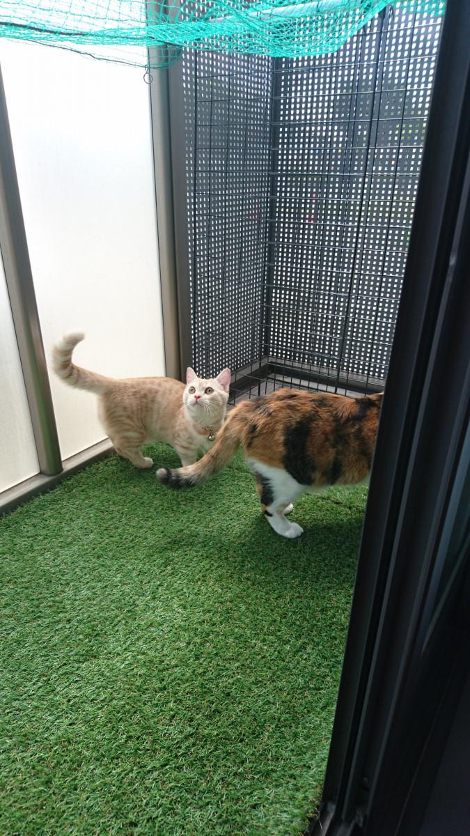 自宅のベランダにキャットラン ゆめまっしぐらさんの猫ブログ ネコジルシ