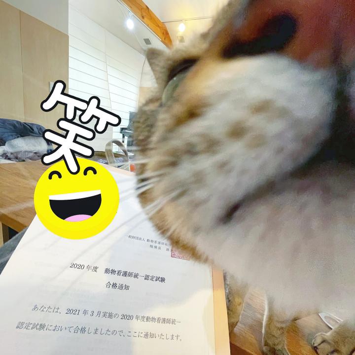 動物看護師統一認定試験 らぶかちさんの猫ブログ ネコジルシ